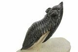 Fossil Zlichovaspis Trilobite - Atchana, Morocco #359149-1
